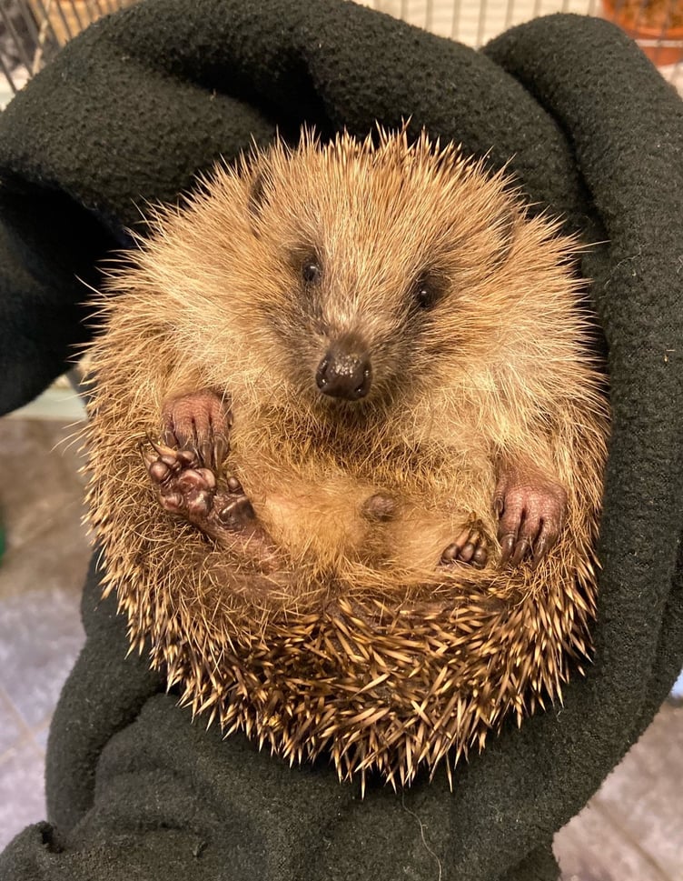 A hoglet