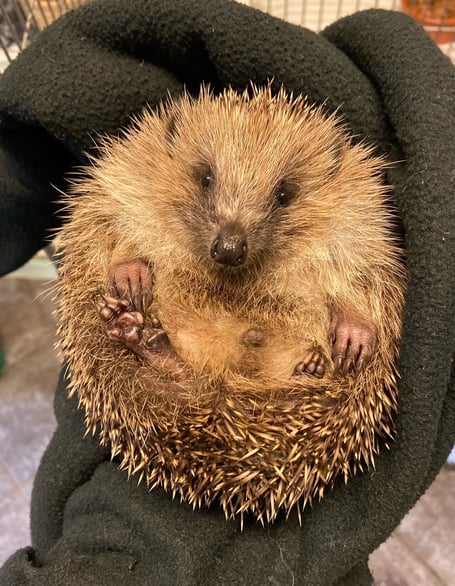 A hoglet