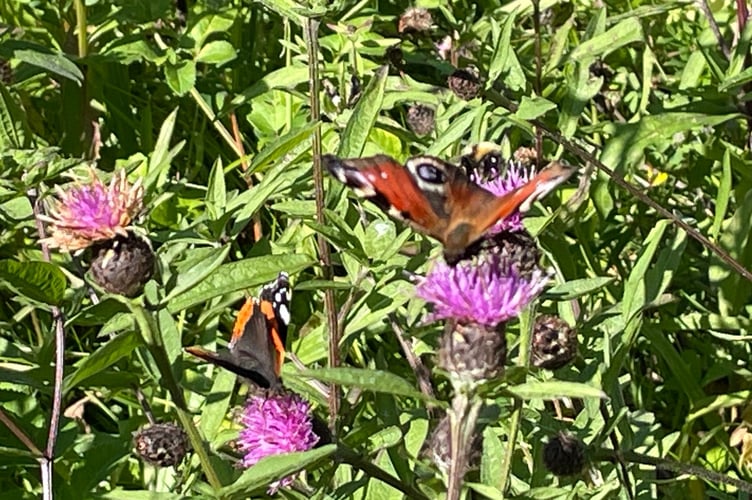 Butterflies in abundance during a walk at Glen Rushen