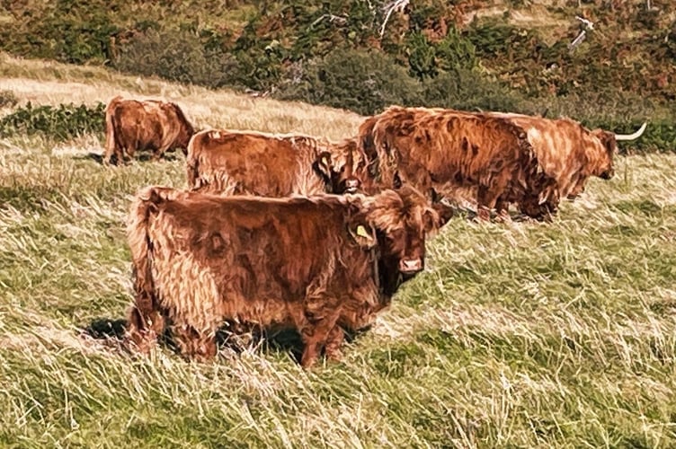 Highland cattle spotted during a walk at Glen Rushen