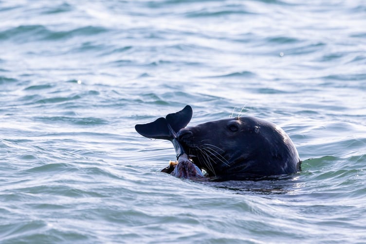 A seal seen feeding on a porpoise tail at the Point of Ayre