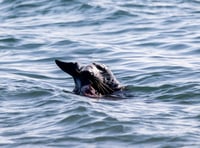 Amazing photos capture rare moment a grey seal feeds on a porpoise