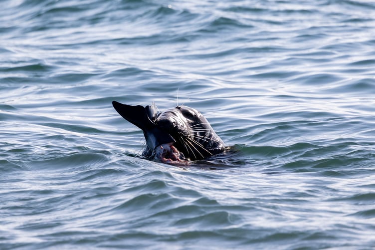 A seal seen feeding on a porpoise tail at the Point of Ayre