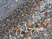 DEFA explains why dead fish have been washing up on Ramsey beach