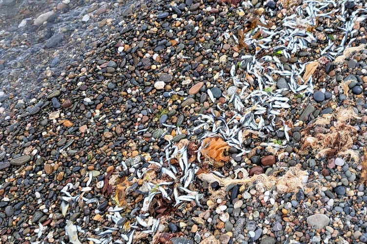 Sprat-like fish have washed up on Ramsey beach