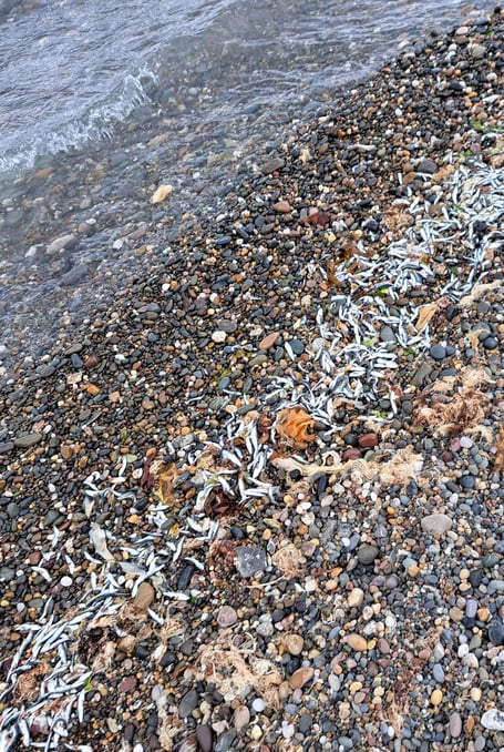Sprat-like fish have washed up on Ramsey beach