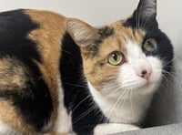 MSPCA column: Explaining a cat's sense of smell
