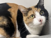 MSPCA column: Explaining a cat's sense of smell