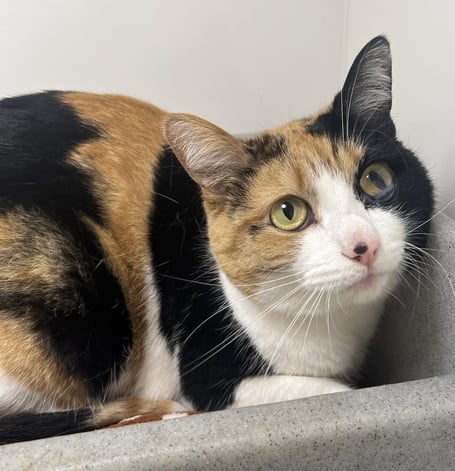 Bella the cat is available for adoption