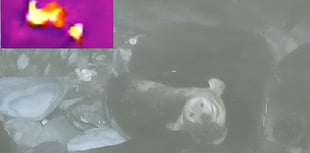 Watch the rare footage of a grey seal giving birth on the Calf of Man