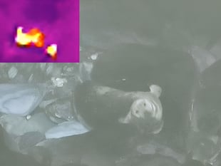 Watch the rare footage of a grey seal giving birth on the Calf of Man