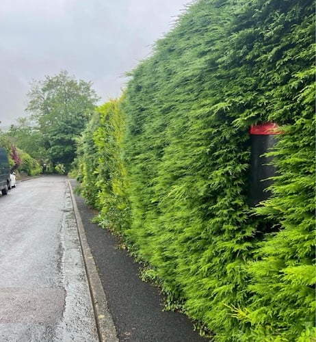 One of the hedges in Marown that's overgrown