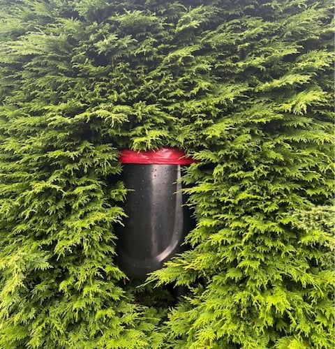 A dog bin lost in hedges in Marown