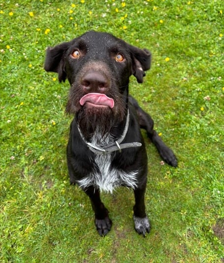 Dexter, the two-year-old German wirehaired pointer
