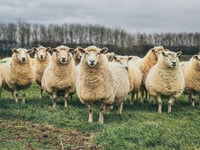 Isle of Man laws strengthened to protect farm animals from bluetongue
