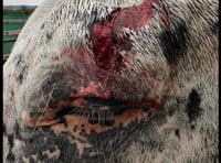 Horse and rider injured after menaced by dog