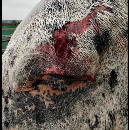 Injuries to horse after dog attack