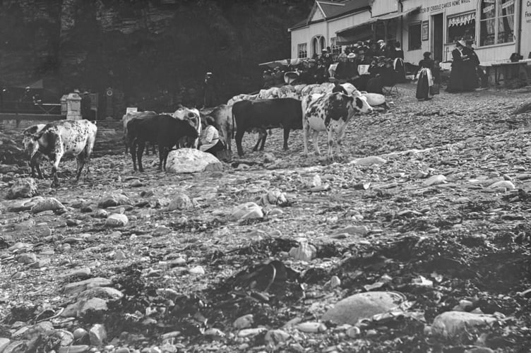Cows on the beach in Port Soderick in the early 20th century