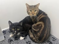 'We'll be bursting at the seams with cats looking for new homes'