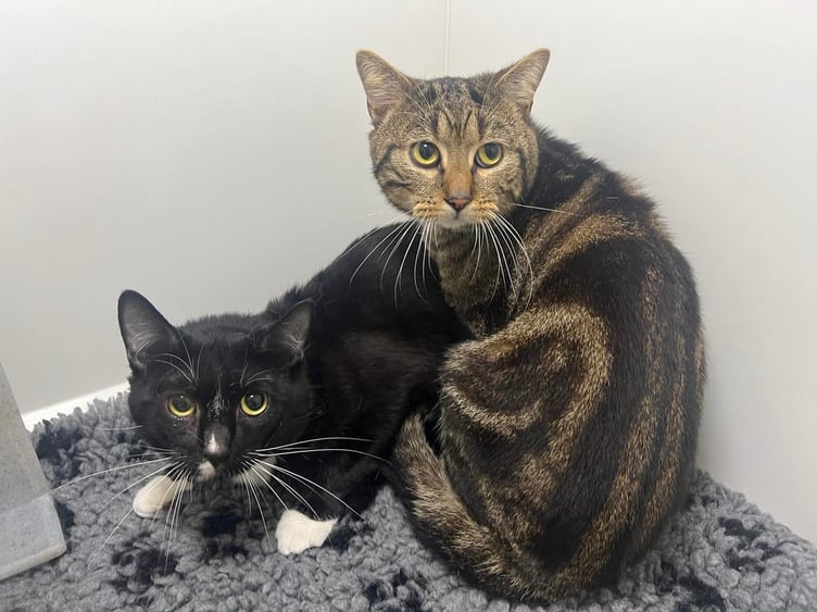 Panther and Tiger are looking for new homes