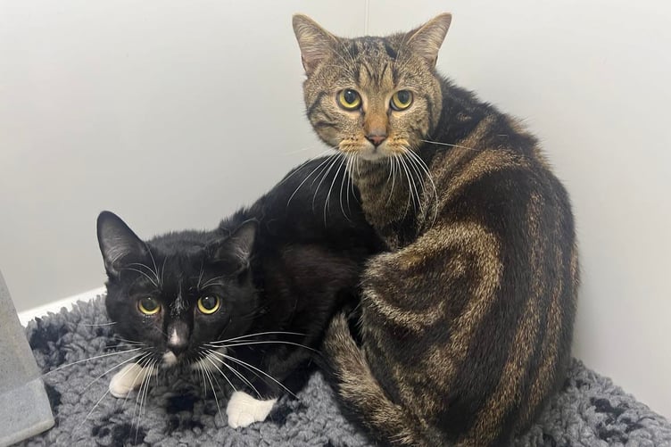 Panther and Tiger are looking for new homes