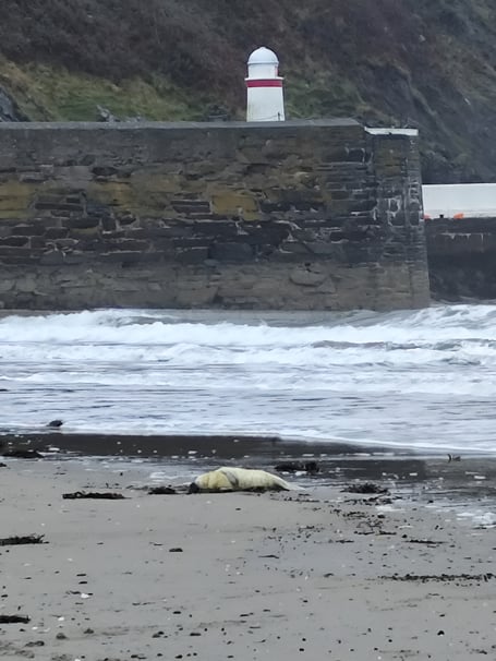 Seal pup resting on Laxey beach