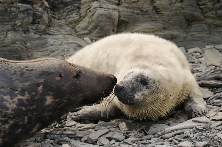 A seal pup and its mum