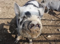 New measures to protect pigs from African swine fever