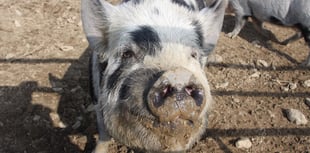 New measures to protect pigs from African swine fever