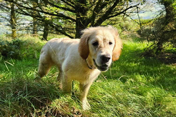 Puppy Jadzia was saved from being out down by Manx vet Lukasz Kuberka (pictured)