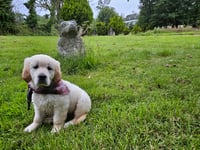 Isle of Man vet saves poorly puppy that was due to be put down