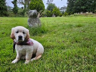 Isle of Man vet saves poorly puppy that was due to be put down