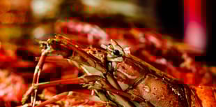 Company £6,000 for possessing undersized lobsters