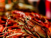 Company £6,000 for possessing undersized lobsters