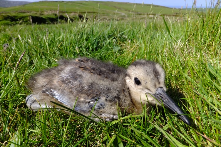 Curlew chick (Manx: Crottag).  Red-listed as of greatest conservation concern. There are now very few nesting sites left due to reduced suitable habitat