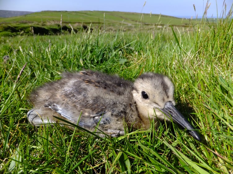 Curlew chick (Manx: Crottag). Red-listed as of greatest conservation concern. There are now very few nesting sites left due to reduced suitable habitat
