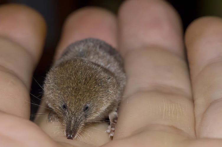 Pygmy shrew