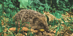 Help hedgehogs thrive with simple garden tips
