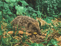 Help hedgehogs thrive with simple garden tips