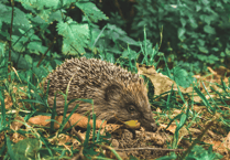 Help hedgehogs thrive with simple garden tips