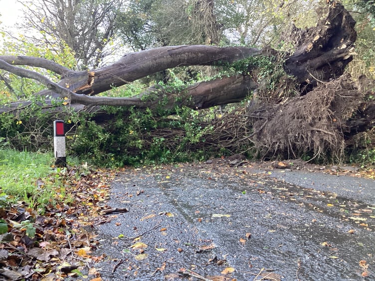 The large tree that has fallen on Dreemskerry Road in Maughold