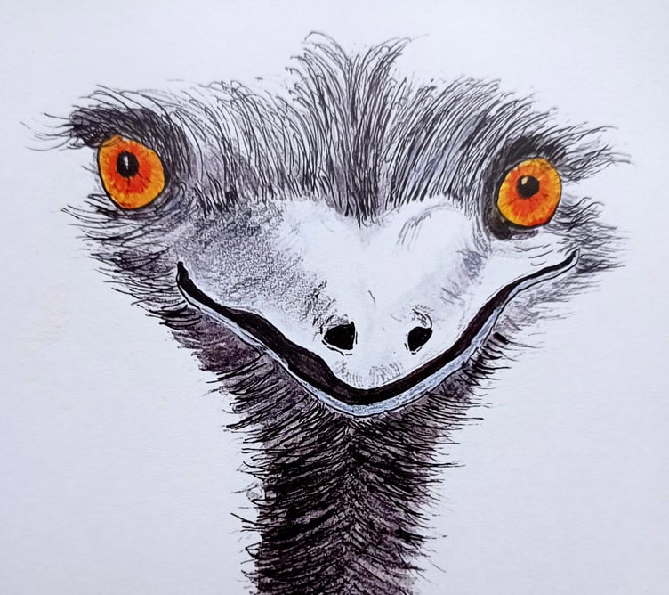 Stephen's drawing of an Emu