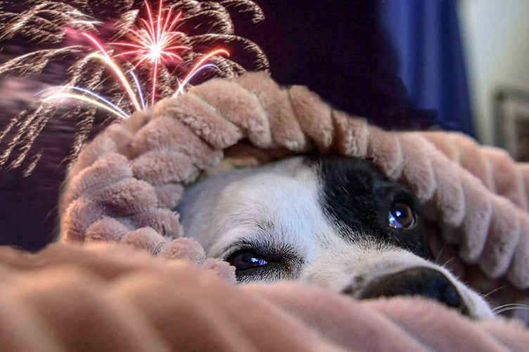 The RSPCA estimates that 45 percent of dogs in the UK show signs of fear when they hear fireworks