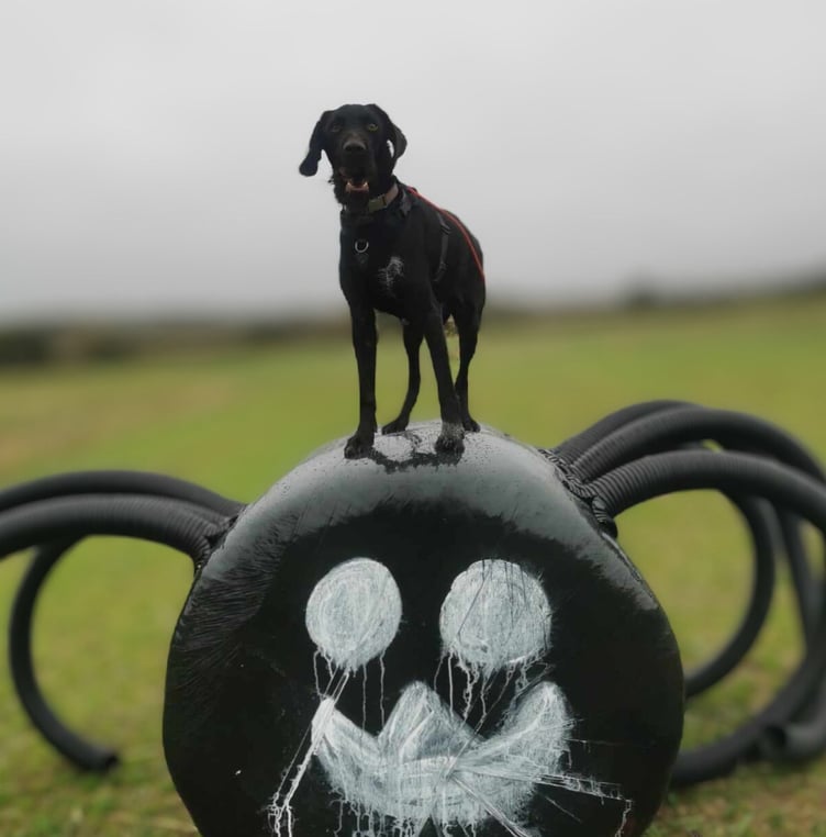 Dexter on top of the spider hay bale