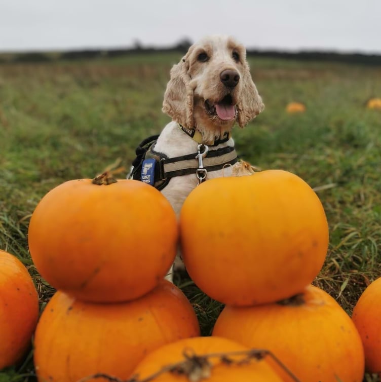 Cooper the dog with his pumpkins