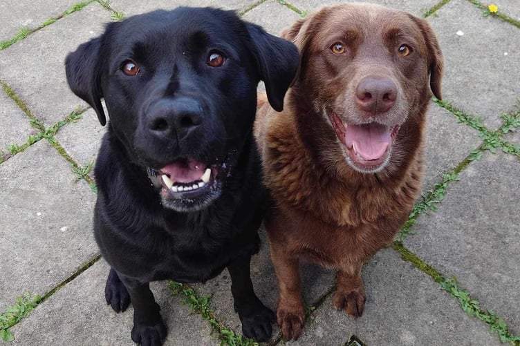 Dexter and Daisy are available for adoption