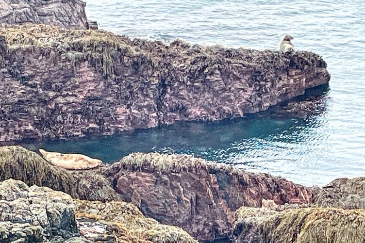 Seals resting on the rocks at Langness