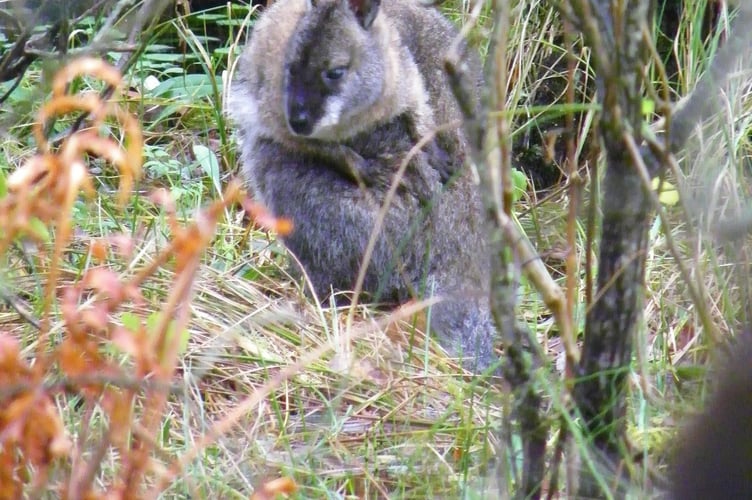 A wallaby in Ballaugh Curraghs