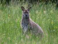 Isle of Man wallaby population tops 1,000 decades after park escape 