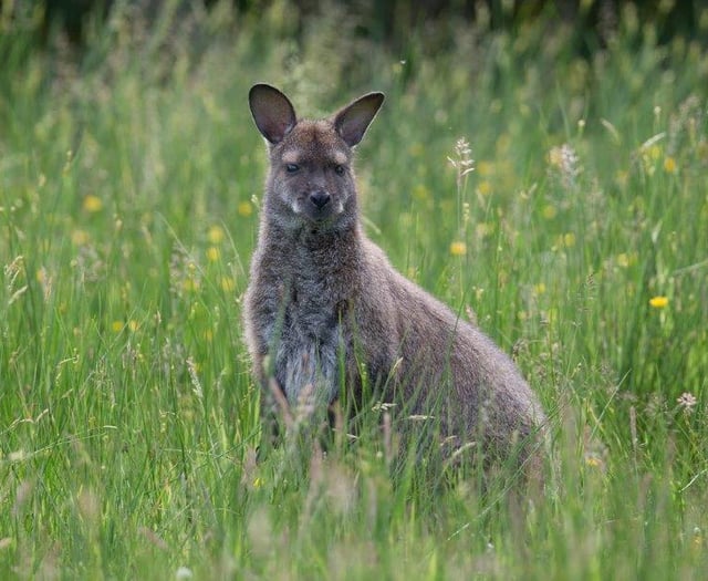 Fascinating talk on health of island's wallaby population 